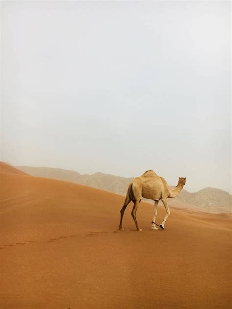 Desert Camel Wallpapers Wallpaper Cave
