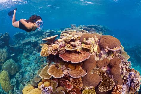 Sustaining The Great Barrier Reef Swain Destinations