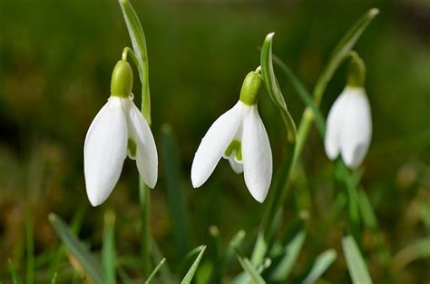 Flowers Snowdrops Spring Hd Wallpaper Pxfuel