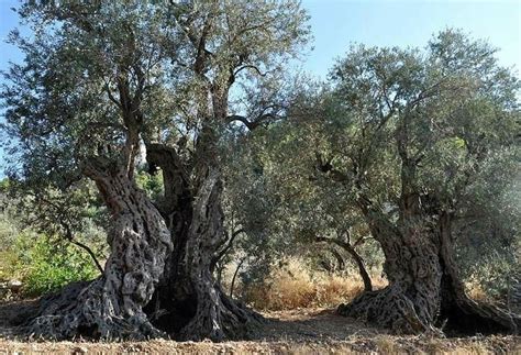 The Oldest Olive Trees They Witnessed The Rise And Fall Of By