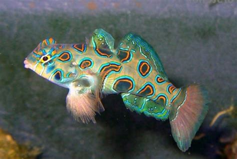 Spotted Mandarin Synchiropus Picturatus Saltwater Fish For Sale