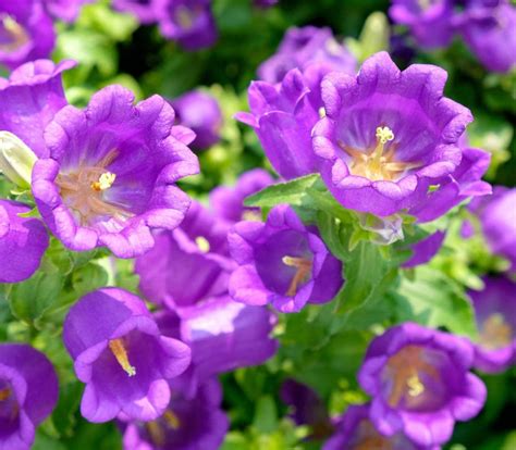 100 Canterbury Bells Campanula Seeds Purple Biennial Flowers Etsy
