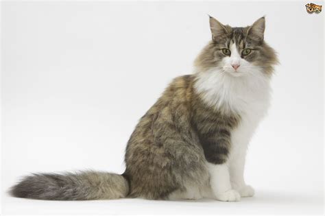 Norwegian Forest Cat Cat Breed Information Buying Advice Photos And