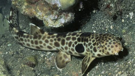 Extremely Rare Walking Sharks Found In Papua New Guinea Buzzer