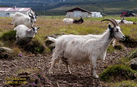 The Icelandic Goat Ornosk Birds Landscape Weather