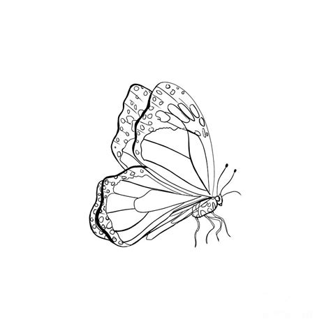 Minimalistic Inked Butterfly Illustration Digital Art By Veri Designs