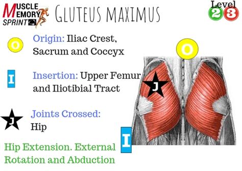 Origins And Insertions Of The Glutes And How To Activate Them