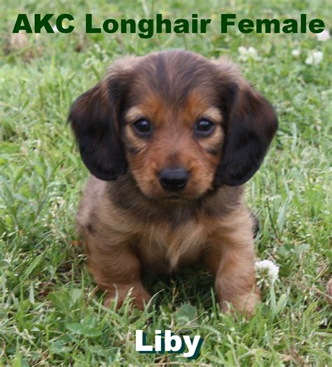 Our puppies are handled from the day they are born until they go to live with their new mommy's and daddy's. Sandcreek Pets AKC Dachshund Puppies for Sale in Oklahoma