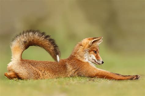 Outstanding Nature Photography By Roeselien Raimond