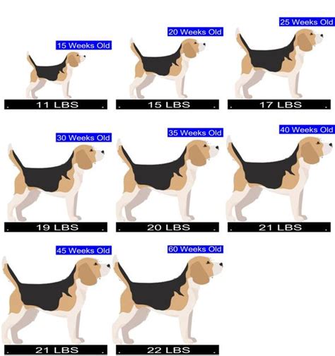 Beagle Growth Chart Beagle Weight Calculator