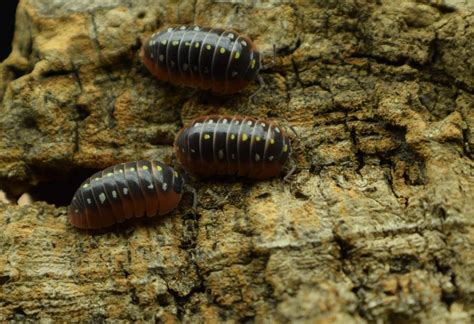 Clean Up Crew Isopods Millipedes Springtails Divide And Culture