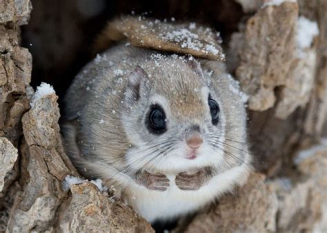 Explore {{searchview.params.phrase}} by color family. Cute Flying Squirrel Pictures