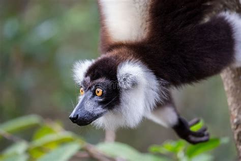 Black And White Ruffed Lemur Varecia Variegata Andasibe Reserve