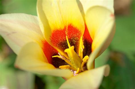 Photo Entry Flower Pollen