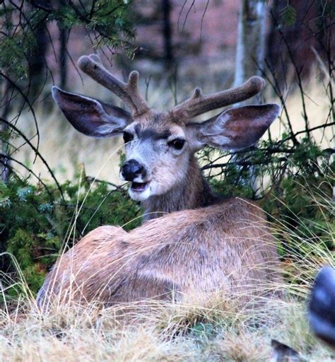 20 Funny Deer Pictures You Need To See Birds And Blooms In 2022