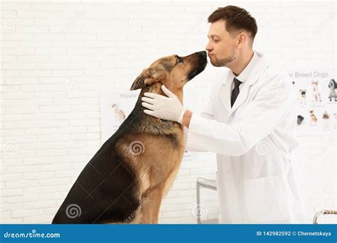 Professional Veterinarian Examining German Shepherd Dog Stock Photo