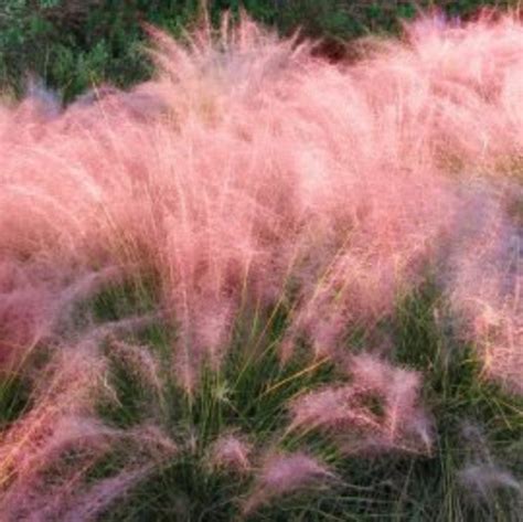 Cotton Candy Pink Muhly Grass 3 Gallon Etsy Perennial Grasses