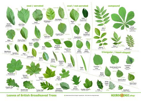 Leaves Of British Trees Identification Poster Download Etsy