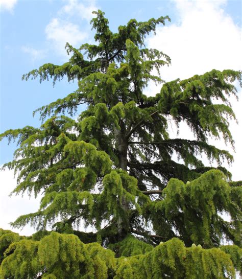 Ornamental Weeping Evergreen Trees