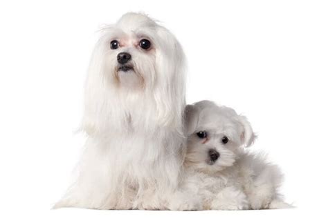 We did not find results for: How Much is a Maltese? Puppy & Adult Dog (with Calculator) - PetBudget | Pet Costs & Saving Tips