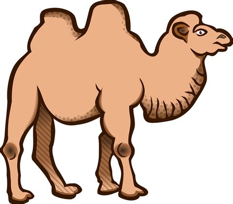 Animal Animals Bactrian Camel Free Vector Graphic On Pixabay