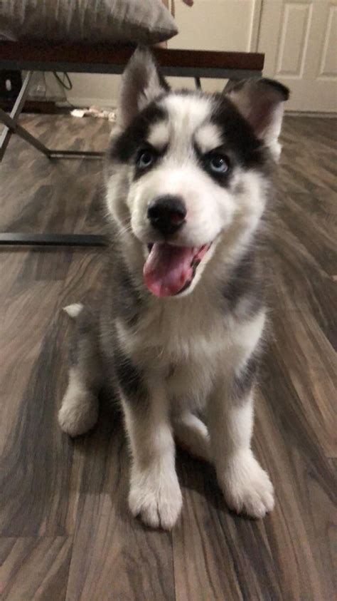 Smile For The Husky Puppy Rhusky