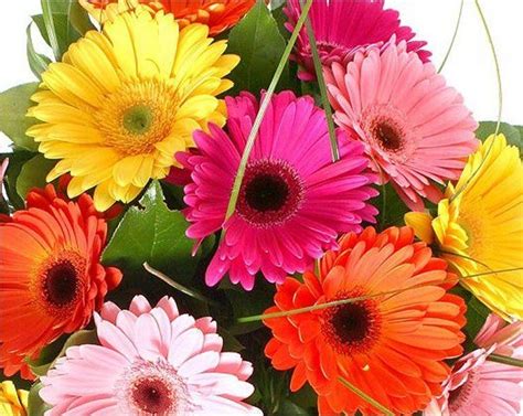 Gerbera Plants Selection Of 3 Beautiful Hardy Gerberas With Giant Daisy Flowers