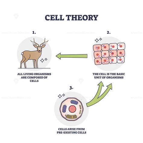 The Diagram Shows How Cell Cells Work Together To Produce An Animals