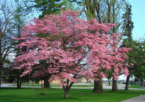 Flowering dogwood is a small to medium woodland understory tree, native throughout most of the eastern united states. Cornus florida Rubra PINK FLOWERING DOGWOOD Southern 25 ...