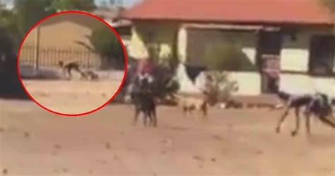 Half Dog Half Man Creature Filmed With Pack Of Wild Dogs In South