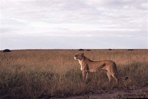 Lioness Nairobi 73 Hartmut Walter Flickr