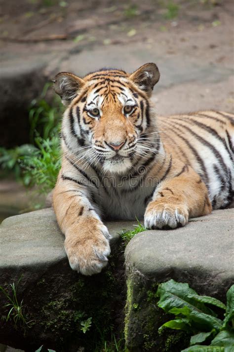 Siberian Tiger Panthera Tigris Altaica Stock Image Image Of Mammalia