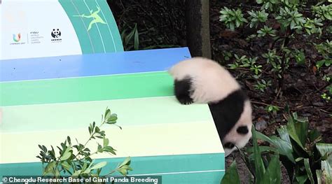 Cute Panda Moment Baby Panda Falls Off A Stage Headfirst In China