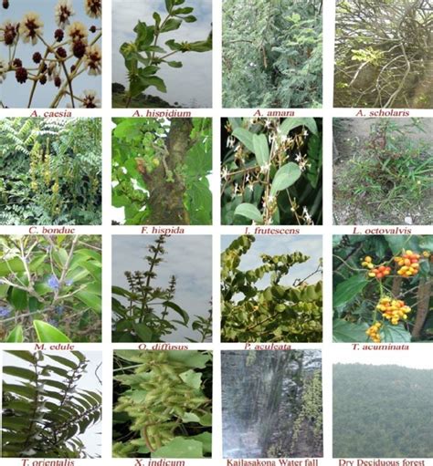 Photographs Of Important Medicinal Plants Documented From Kailasakona
