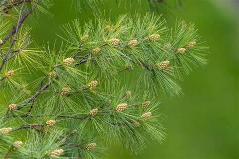 Close Up Of Eastern White Pine Pinus Strobus Eastern White Pine