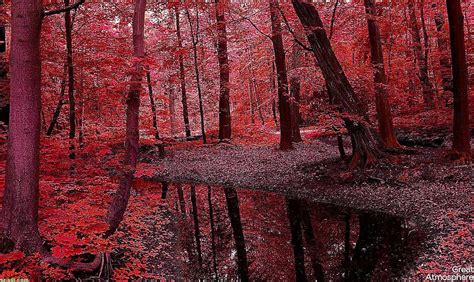 Red Forest Wallpapers Top Free Red Forest Backgrounds Wallpaperaccess