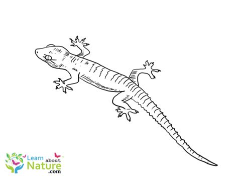 Gecko Coloring Page 4 Learn About Nature