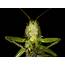 5 Cool Insects  OdditiesBizarrecom