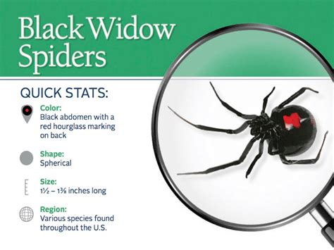 How To Identify A Black Widow Spider Bite