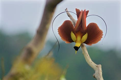 Red Bird Of Paradise Male Performing At Tree Top Lek Indonesia Photograph By Tim Laman