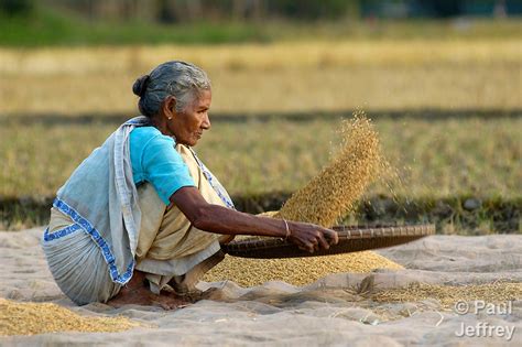 Rice Harvest In India Kairosphotos Images By Paul Jeffrey
