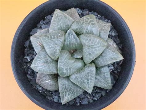 Pico Haworthia Springbokvlakensiscomptoniana