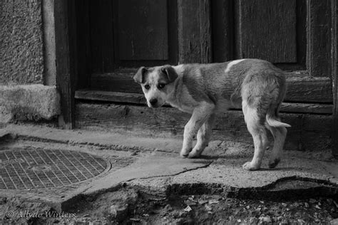 How To Help A Stray Dog Rover Blog