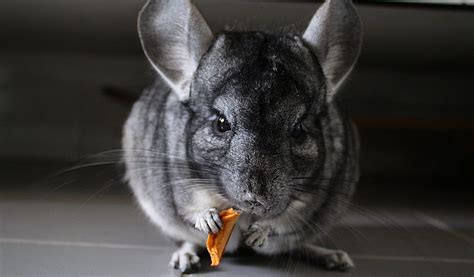 Chinchilla Wild Key Facts Information And Pictures