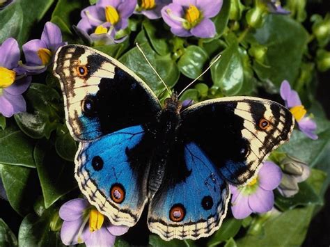 Beautiful Butterflies Butterflies Wallpaper 9481194 Fanpop