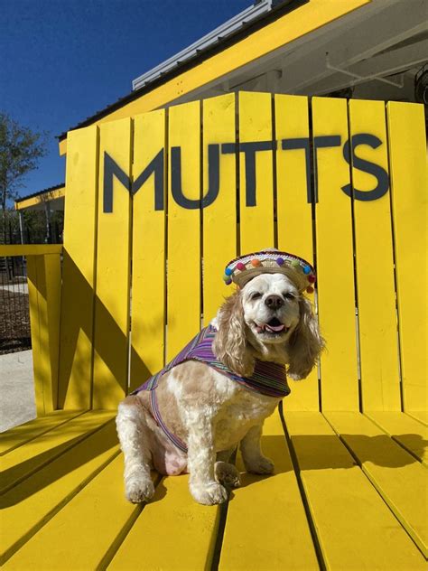 Mutts Canine Cantina 970 Garden Park Dr Allen Texas Chicken Shop