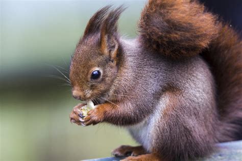 The future of red squirrels in the uk is in danger and conservationists are calling for your help. Differences Between the Eurasian Red Squirrel and the ...