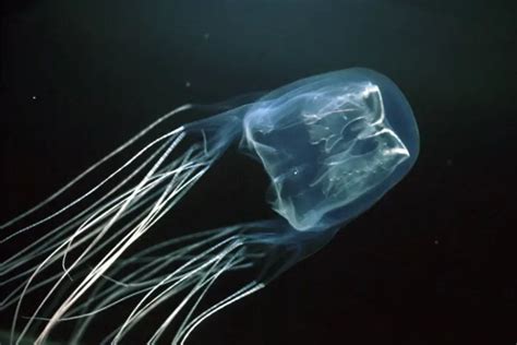 Box Jellyfish Sting How To Treat A Jellyfish Sting Benedicttang
