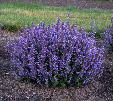 Catmint How To Grow And Care For Nepeta Garden Design