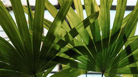 How To Plant Grow And Care For Windmill Palm Easily